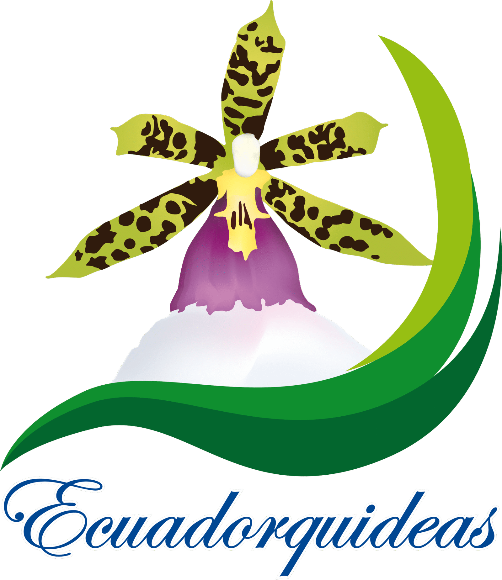 Pleurothallis Quaternaria Ecuadorquideas