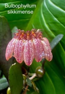 Bulbophyllum