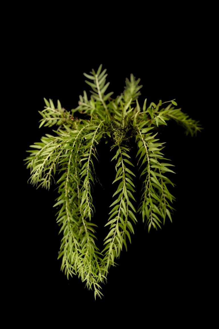 Lycopodium phlegmaria – Ecuadorquideas