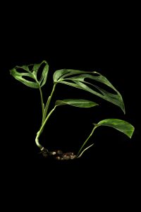 Monstera