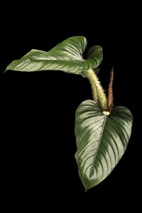 Philodendron