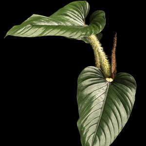 Philodendron