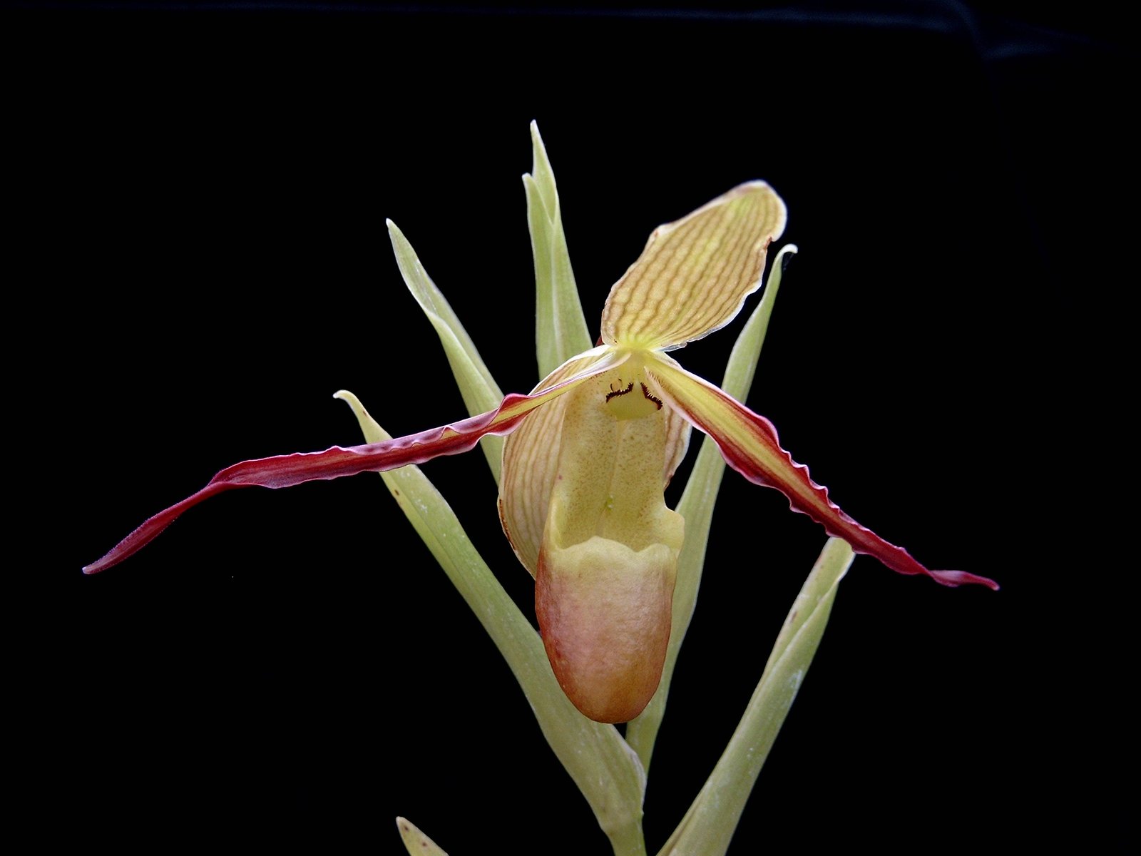 Contamos con una amplia gama de hermosas Orquídeas Naturales