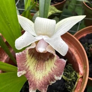 Cochleanthes
