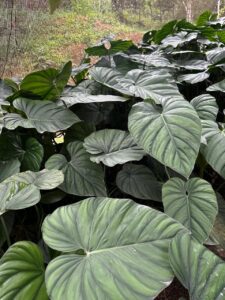 Araceae