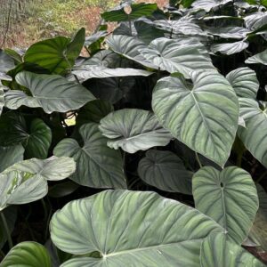 Araceae