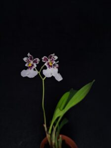Caucaea