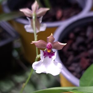 Caucaea nubigena