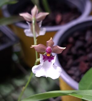 Caucaea nubigena