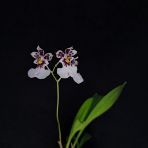 Caucaea phalaenopsis