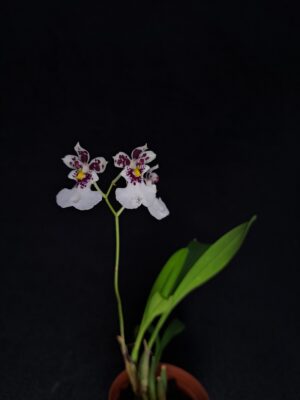 Caucaea phalaenopsis
