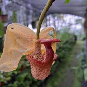 Coryanthes macrantha