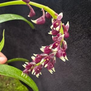 Epidendrum coryophorum