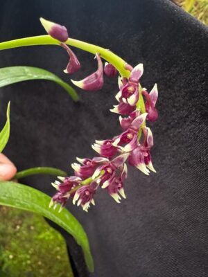 Epidendrum coryophorum