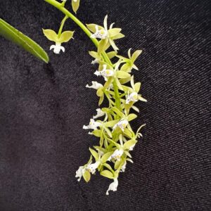 Epidendrum cylindrostachys