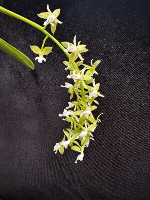 Epidendrum cylindrostachys
