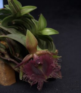 Epidendrum