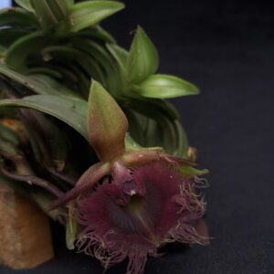 Epidendrum
