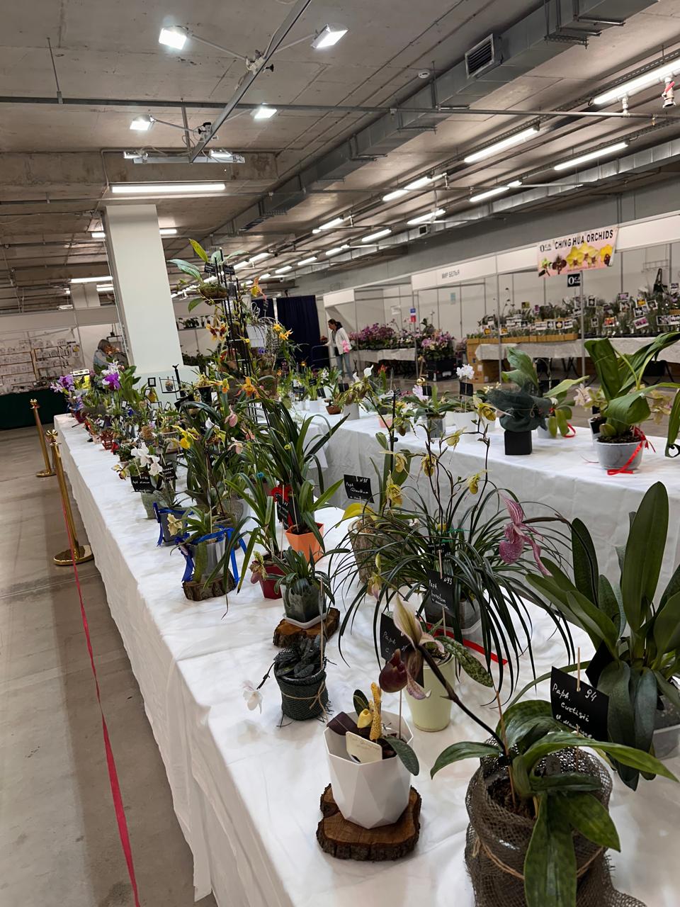 Fan Orchid Exposition — recorrido por stands