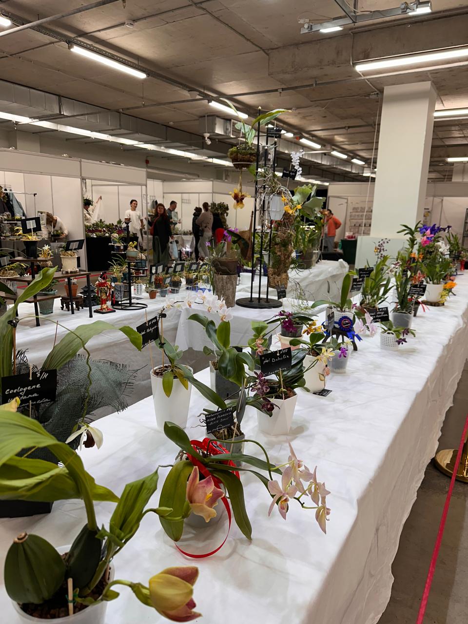 Fan Orchid Exposition — networking y cena especial