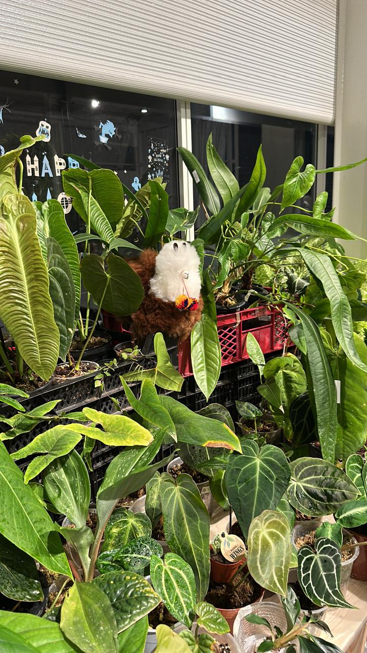 Festa del Cactus 2025 — entregas de pre-orders