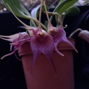 Masdevallia angulata