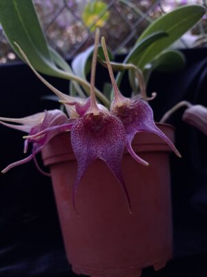 Masdevallia angulata