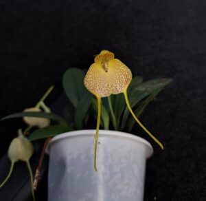 Masdevallia citrinella