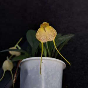 Masdevallia citrinella