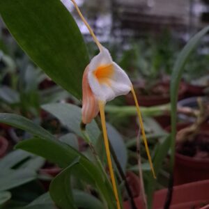 Masdevallia constricta