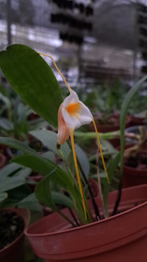 Masdevallia constricta