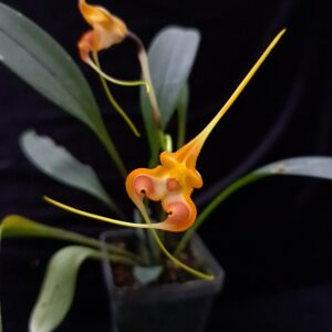 Masdevallia norops