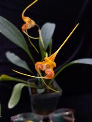 Masdevallia norops