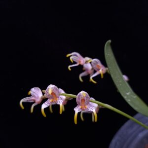 Masdevallia pachyura