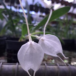 Masdevallia tovarensis