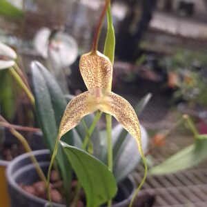 Masdevallia wurdackii
