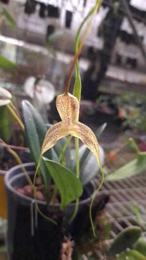 Masdevallia wurdackii