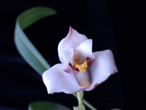 Maxillaria lehmanni