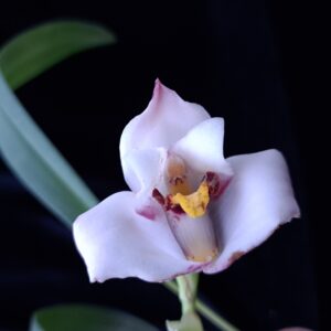 Maxillaria lehmanni