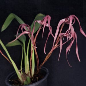 Maxillaria longissima
