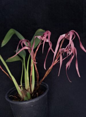 Maxillaria longissima