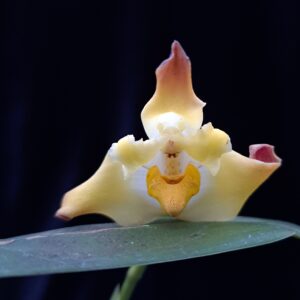 Maxillaria molitor