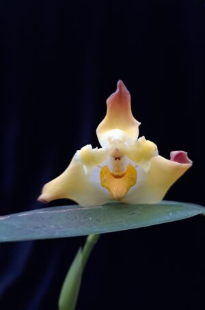 Maxillaria molitor