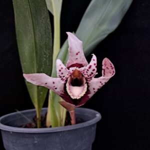 Maxillaria sanderiana