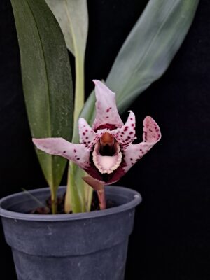 Maxillaria sanderiana