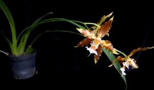Oncidium hallii