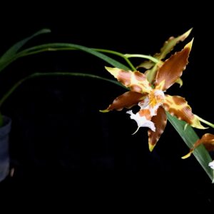 Oncidium hallii