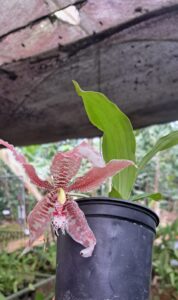 Paphinia