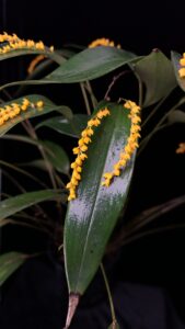 Pleurothallis