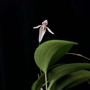 Pleurothallis anthrax